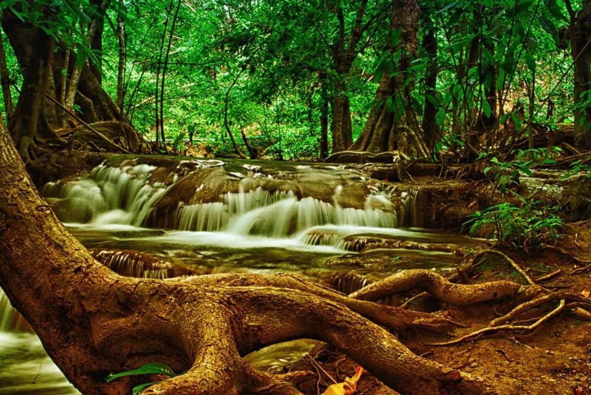 Bosque